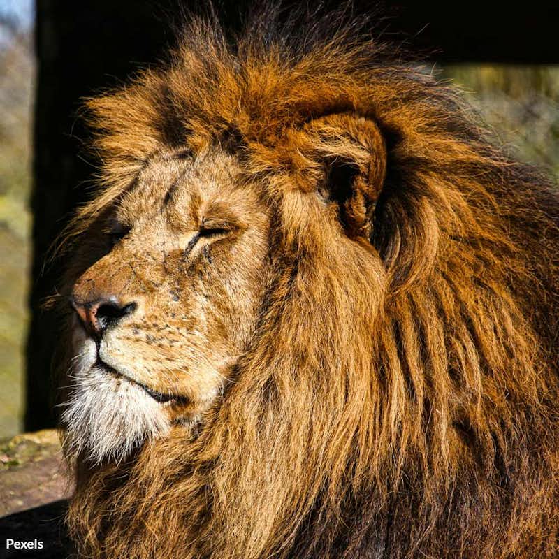 Stand with us to liberate Simba the lion from his life of solitude at Tregembo Animal Park, and help us return the roar of freedom to his world. 