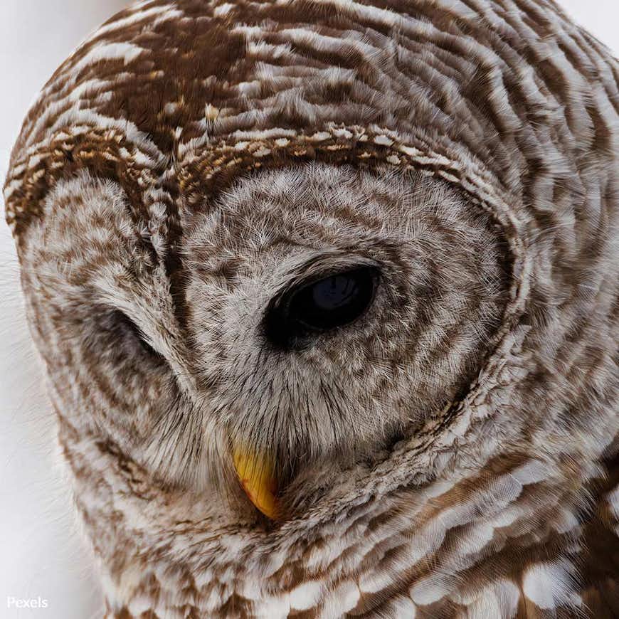 Stop the Barred Owl Slaughter