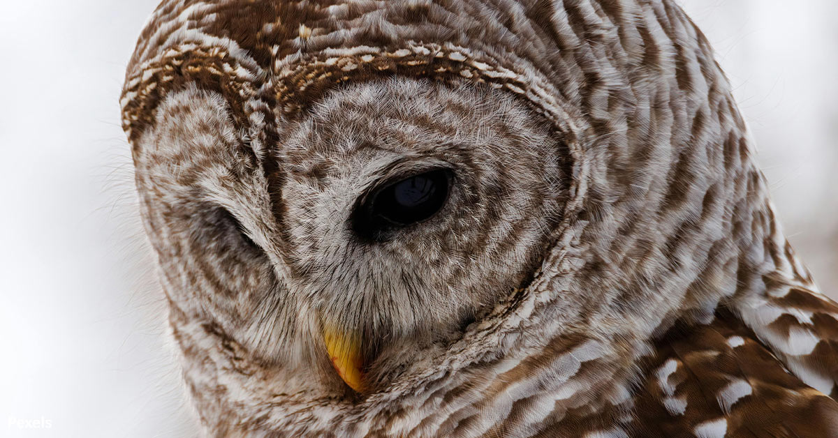 Stop the Barred Owl Slaughter