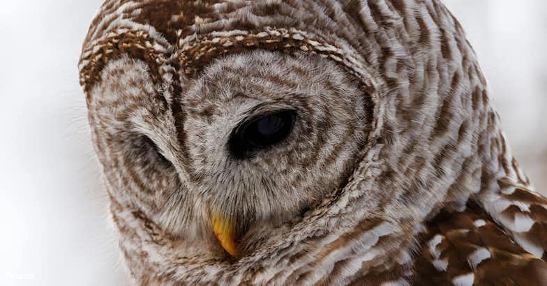 Stop the Barred Owl Slaughter