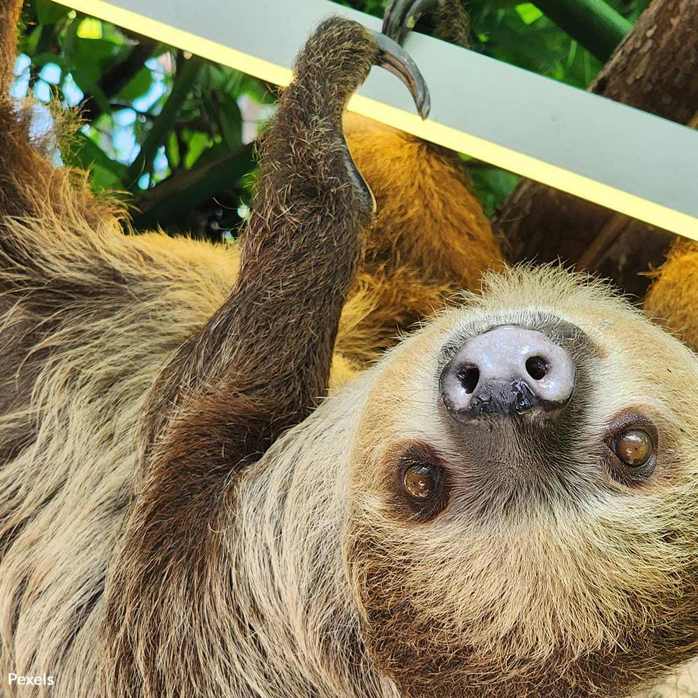 1712055759 seaquest animal cruelty 1000x1000 petition - Wildlife Pay the Price for Rising Cost of Entertainment at SeaQuest