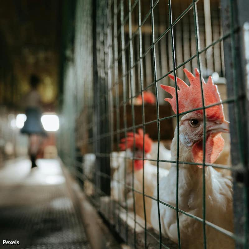 Defend the right to expose the hidden truths of animal cruelty in Kentucky's food facilities. 