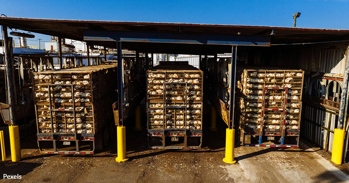 Stop Kentucky's Ag-Gag Law From Hiding Horrific Cruelty