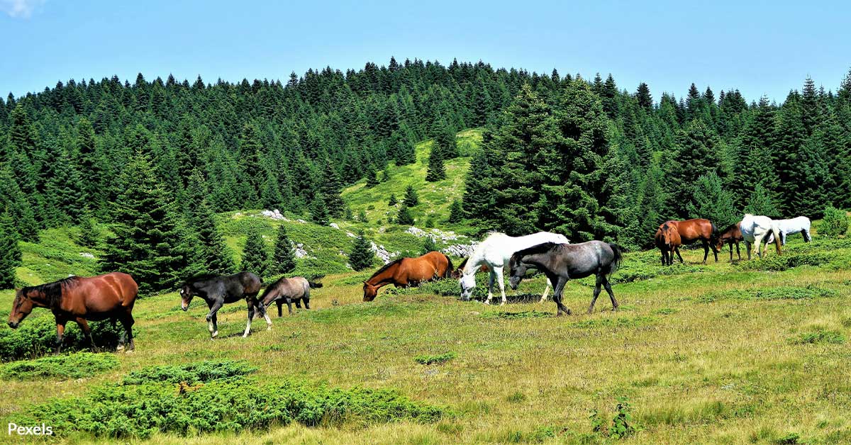 End the Agony of Canadian Horses Bound for Slaughter | Take Action ...