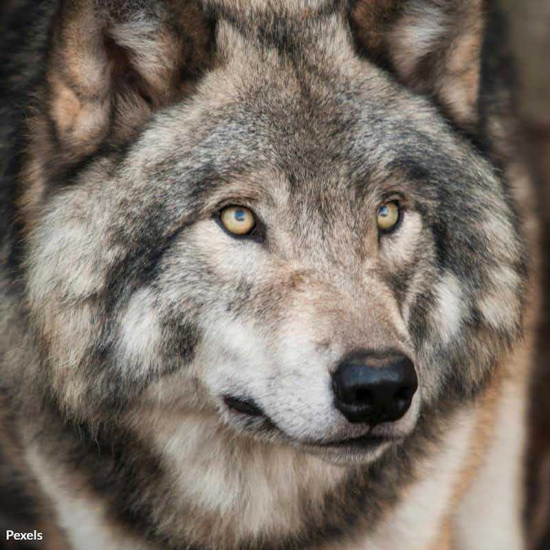 Join us in demanding justice for Wyoming's wildlife — ensure no animal faces the cruelty endured by one defenseless wolf at the hands of human indifference.