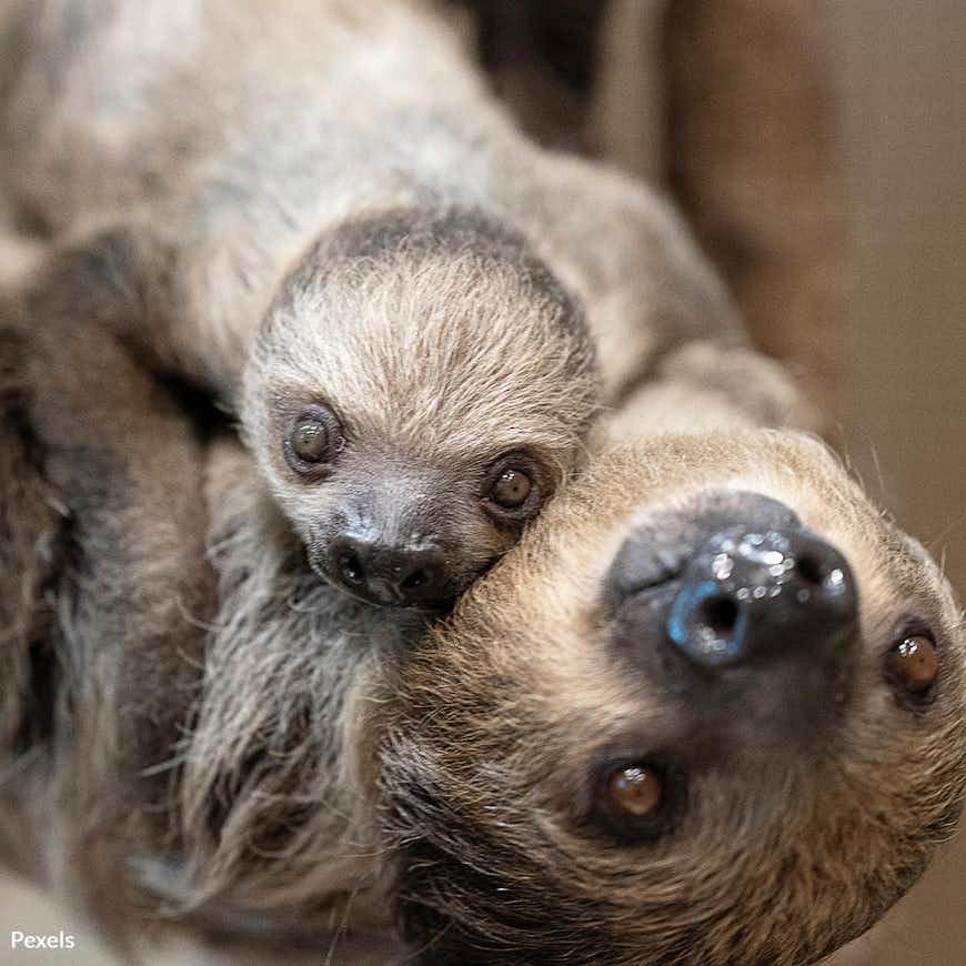 End the Sloth King's Reign of Cruelty