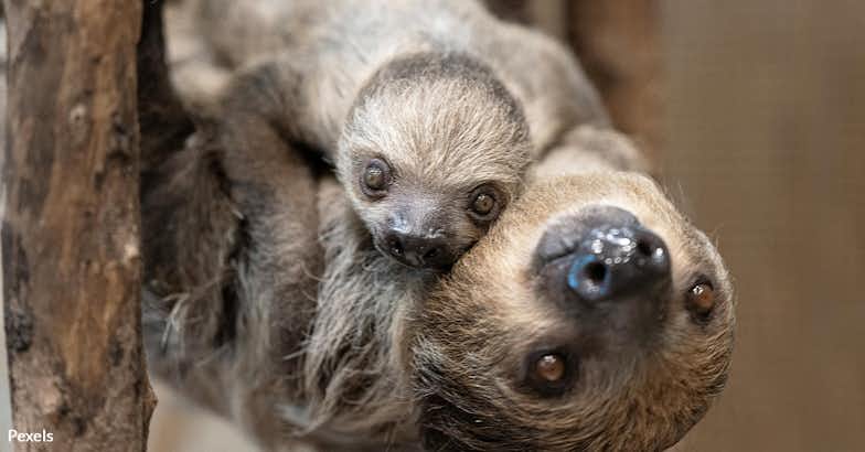 End the Sloth King's Reign of Cruelty