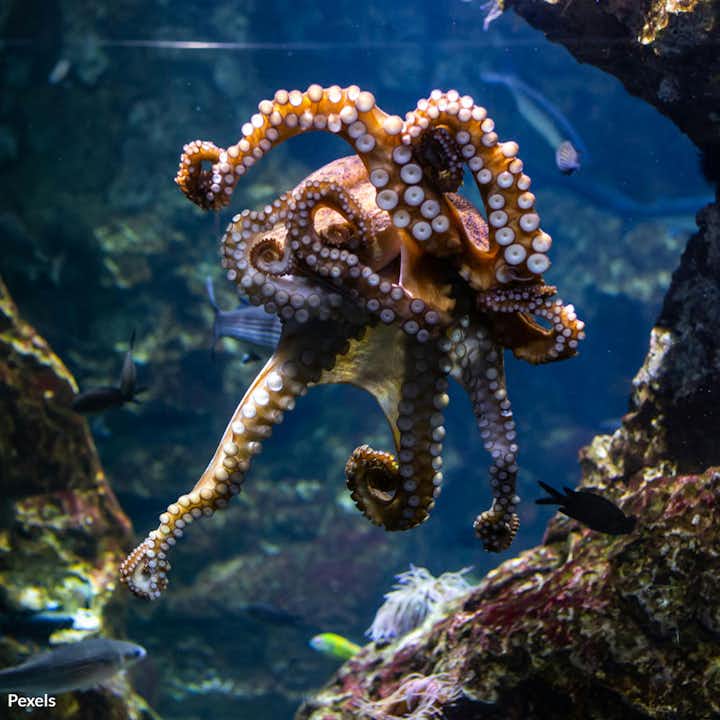 Protect Intelligent Octopuses from Captivity and Exploitation