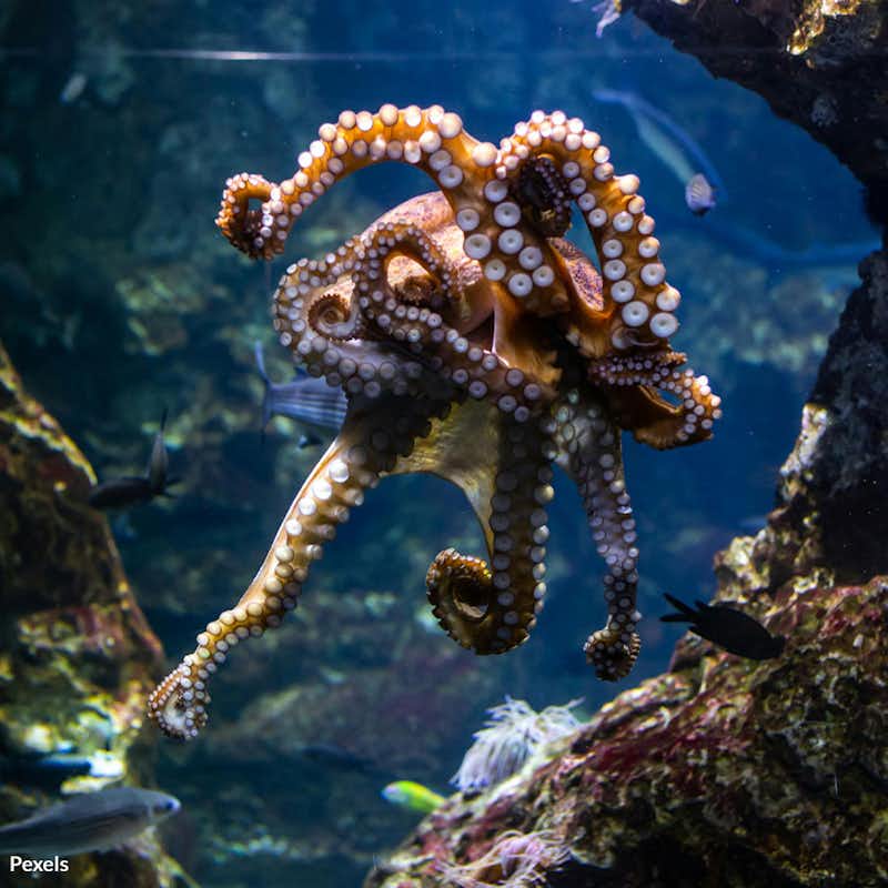 Stop the cruel and unsustainable practice of octopus farming in California—protect our intelligent marine friends and preserve the health of our oceans for future generations.