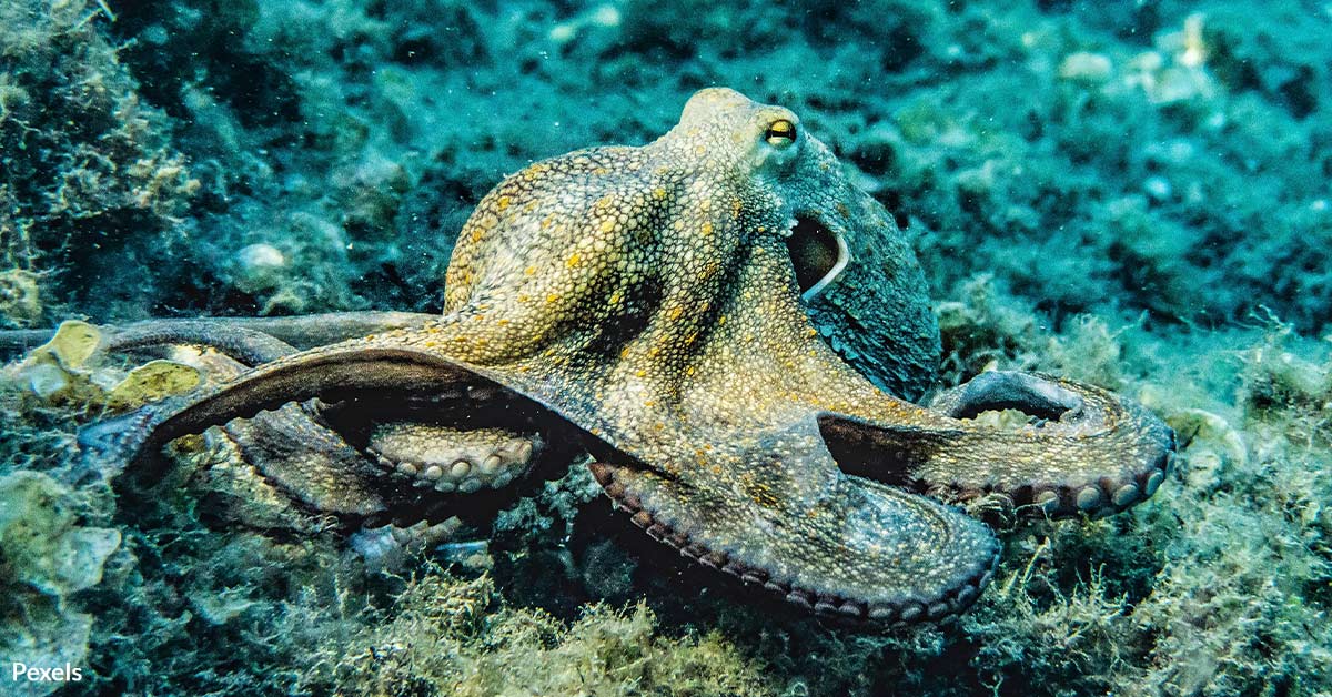 Protect Intelligent Octopuses from Captivity and Exploitation
