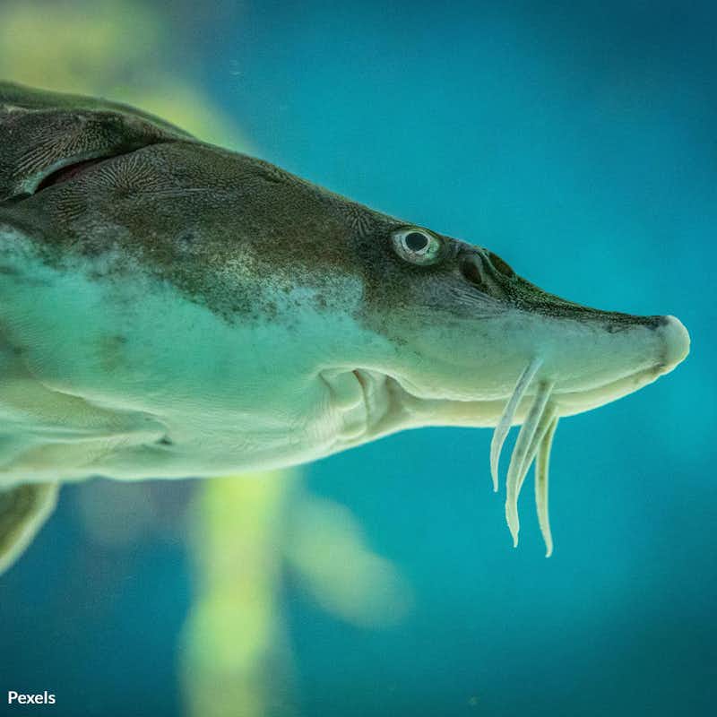 Join us in a critical fight to save the lake sturgeon, North America's ancient fish, from extinction by supporting their addition to the Endangered Species List.