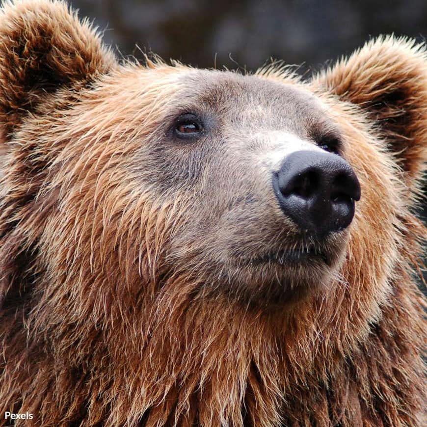 Protect Trentino's Majestic Bears from Slaughter