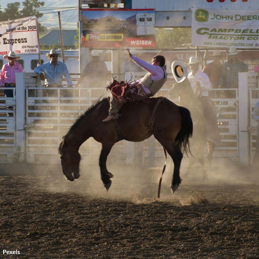 Stop Electrical Shocking Torture At the Tucson Rodeo