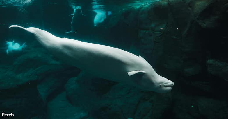 Justice for Marineland Whales — Stop Neglect and Cruelty