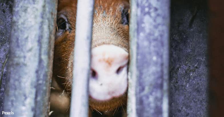 End Mass Pig Horrors in the UK