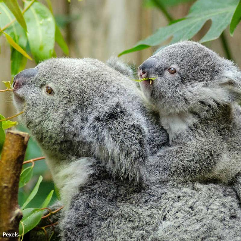 Kangaroo Island's koalas are dying due to reckless logging. Your signature can stop this and protect our iconic wildlife.