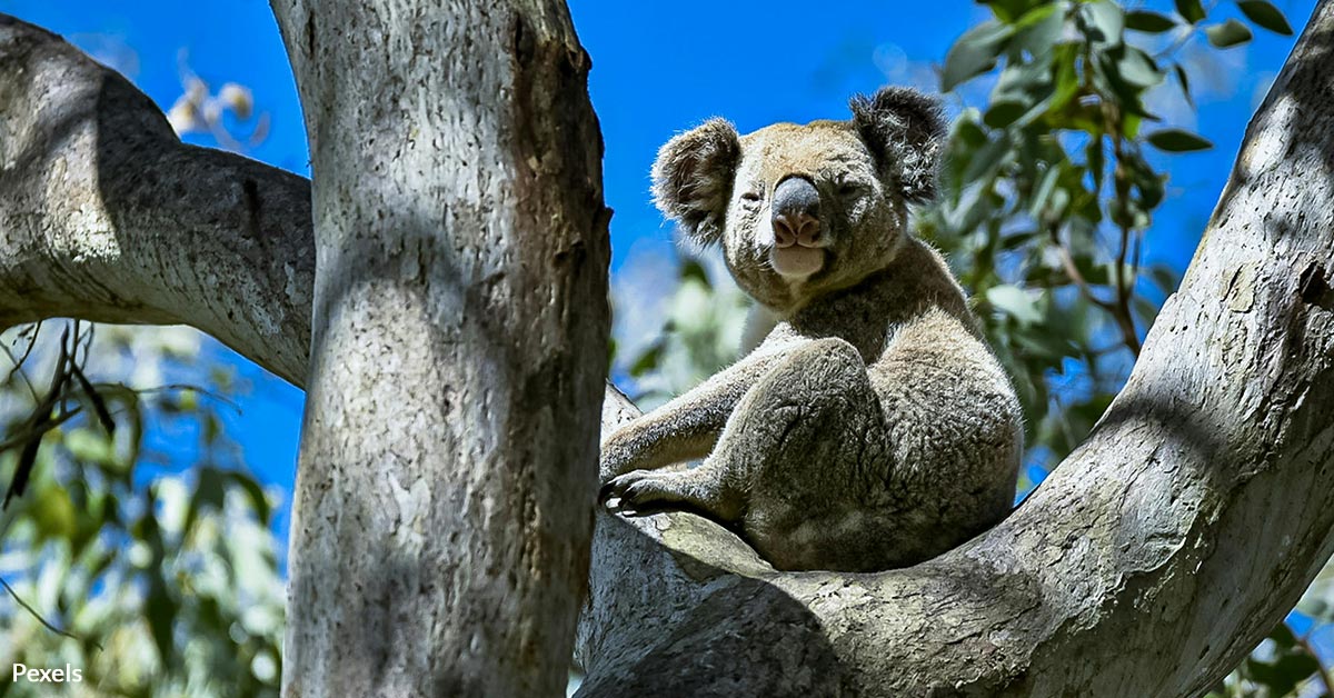 Stop Koala Carnage on Kangaroo Island Now | Take Action @ The Hunger Site