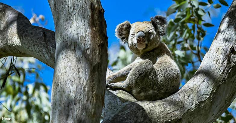 Stop Koala Carnage on Kangaroo Island Now