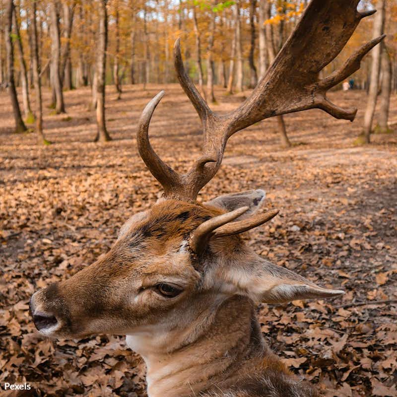 Join us in stopping the devastating impact of antler poaching in Wyoming—act now to protect our wildlife for future generations.
