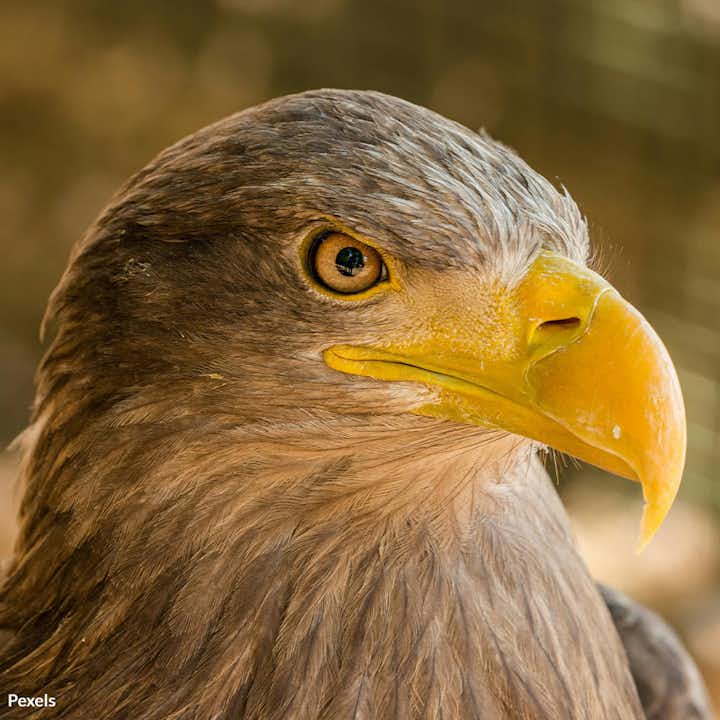 Save the Majestic Golden Eagles Before It's Too Late