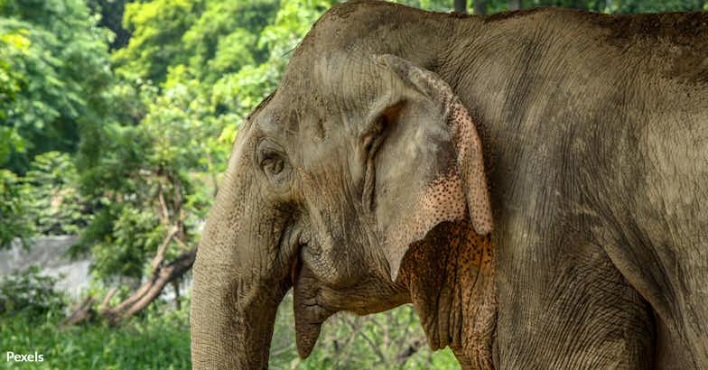 Help Save Elephants from Brutal Train Massacre