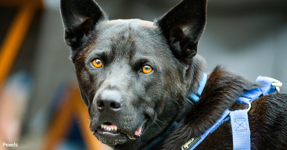 Protect Our Retired K-9 Heroes from Neglect