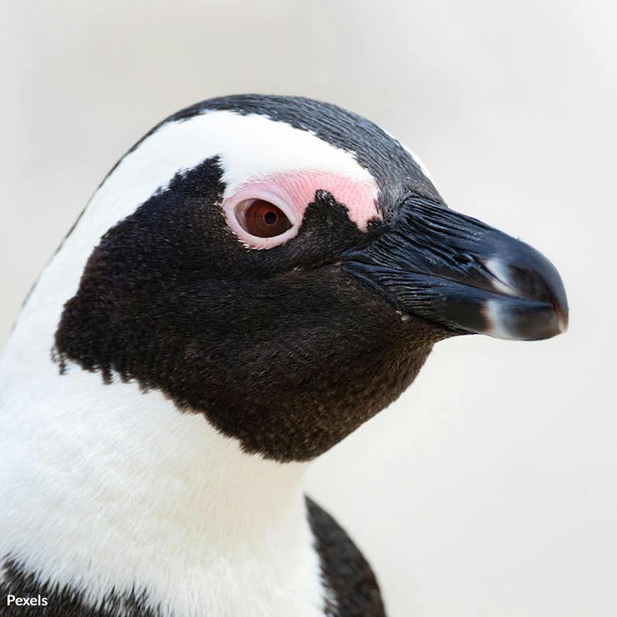 Save African Penguins From Starvation and Extinction