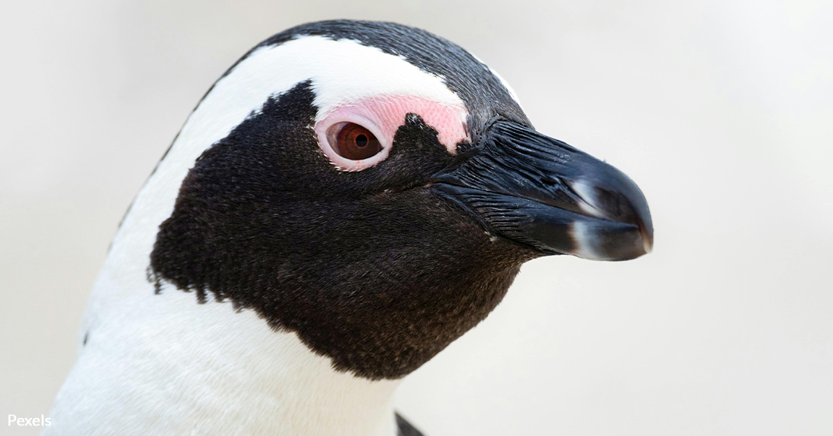 Save African Penguins From Starvation and Extinction