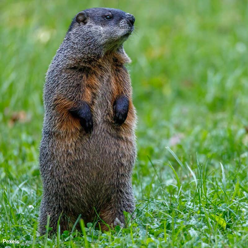 Time is running out for the Olympic Marmot—protect these vital creatures from extinction and preserve the ecological balance of the Olympic Peninsula.