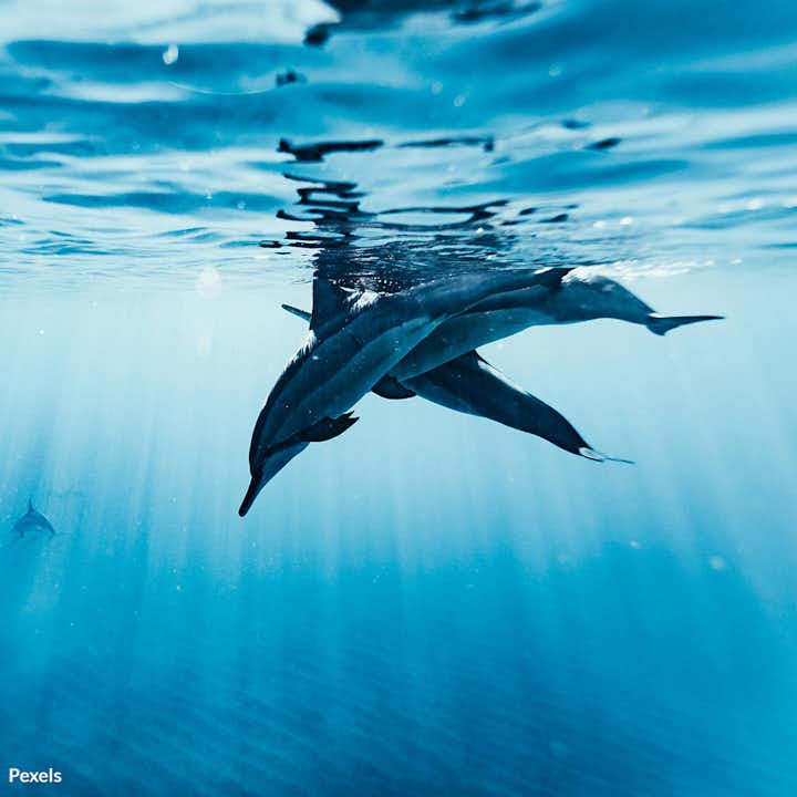 Stop Marine Murder and Save Dolphin Lives