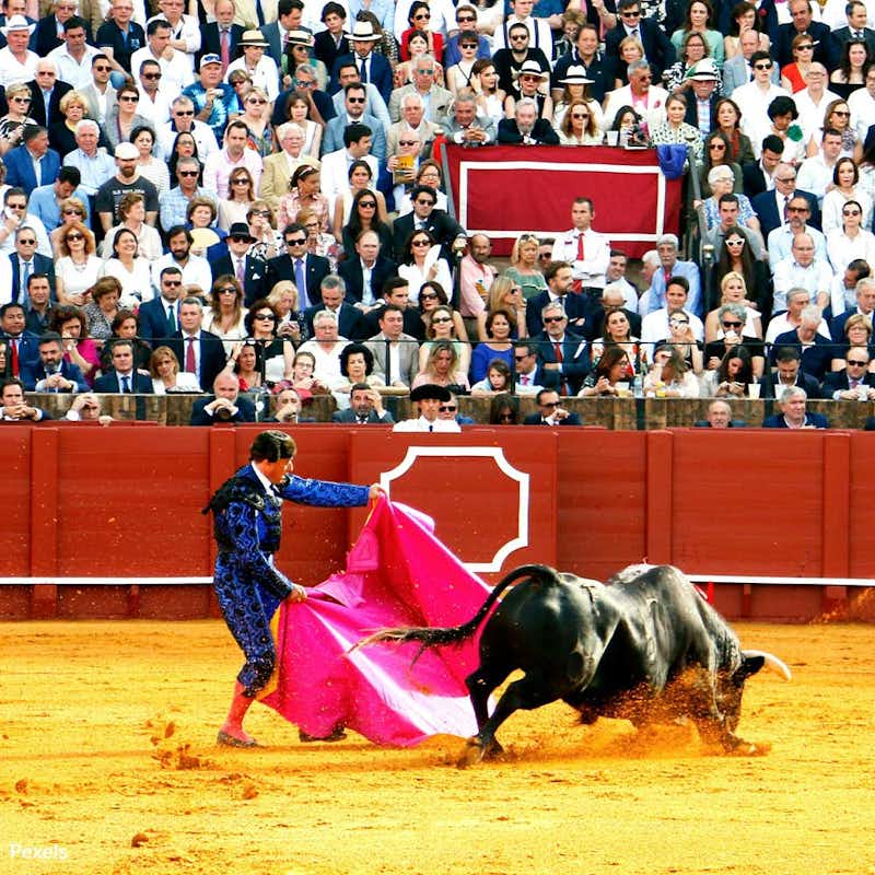 End the inhumane tradition of bullfighting and protect young children from exposure to violence. 