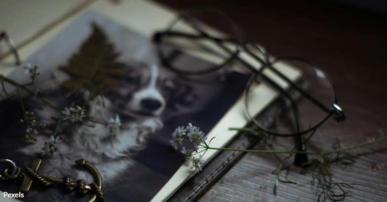 Remember Lost Pets: Join Us in Honoring Their Memory
