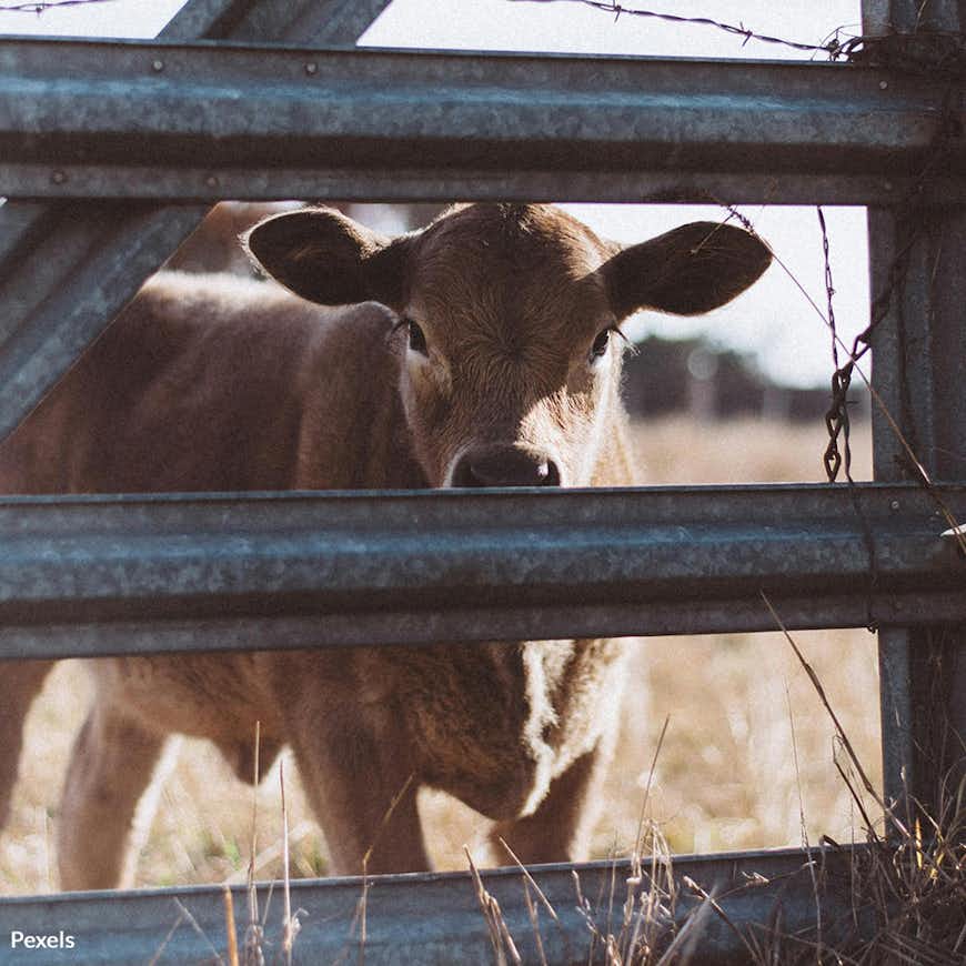 Fight the Farm Bill's Threat to Humane Animal Treatment