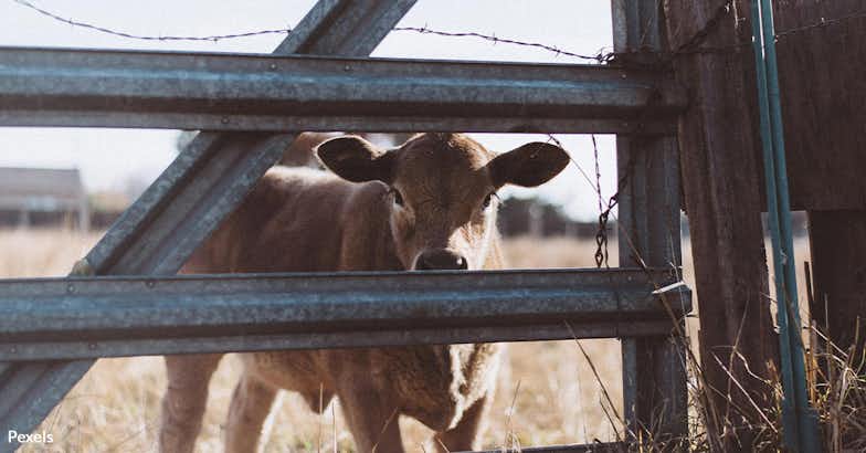 Fight the Farm Bill's Threat to Humane Animal Treatment