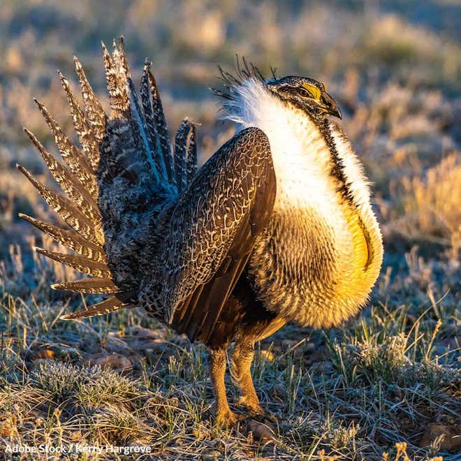 Save the Greater Sage-Grouse from Extinction