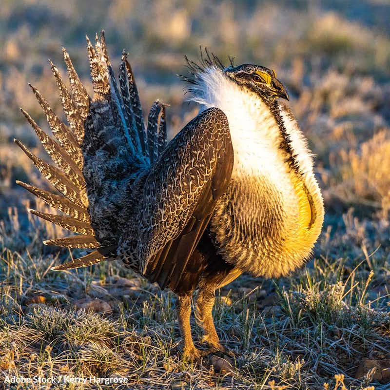 The Greater Sage-Grouse is on the brink of extinction; your action today can save this iconic bird and its fragile habitat.