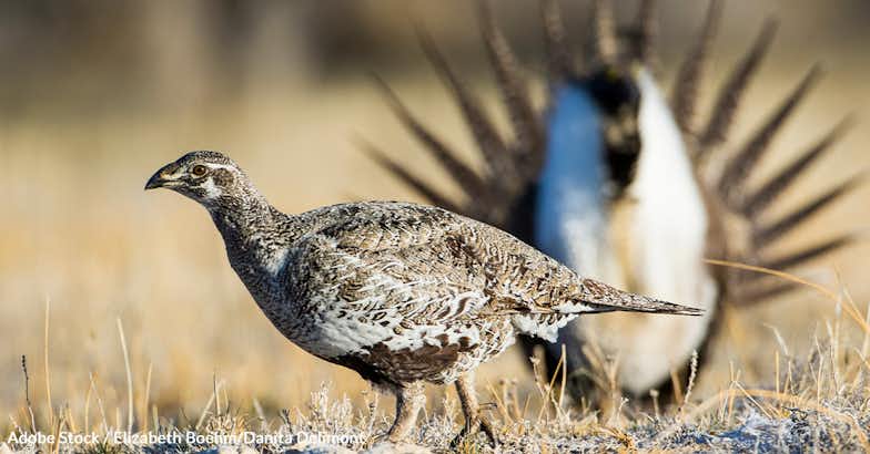 Save America's Greater Sage-Grouse from Extinction