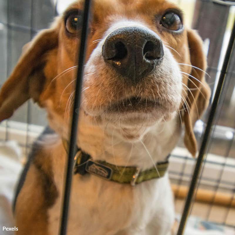 Join us in ending the brutal and unnecessary nicotine tests on innocent animals.