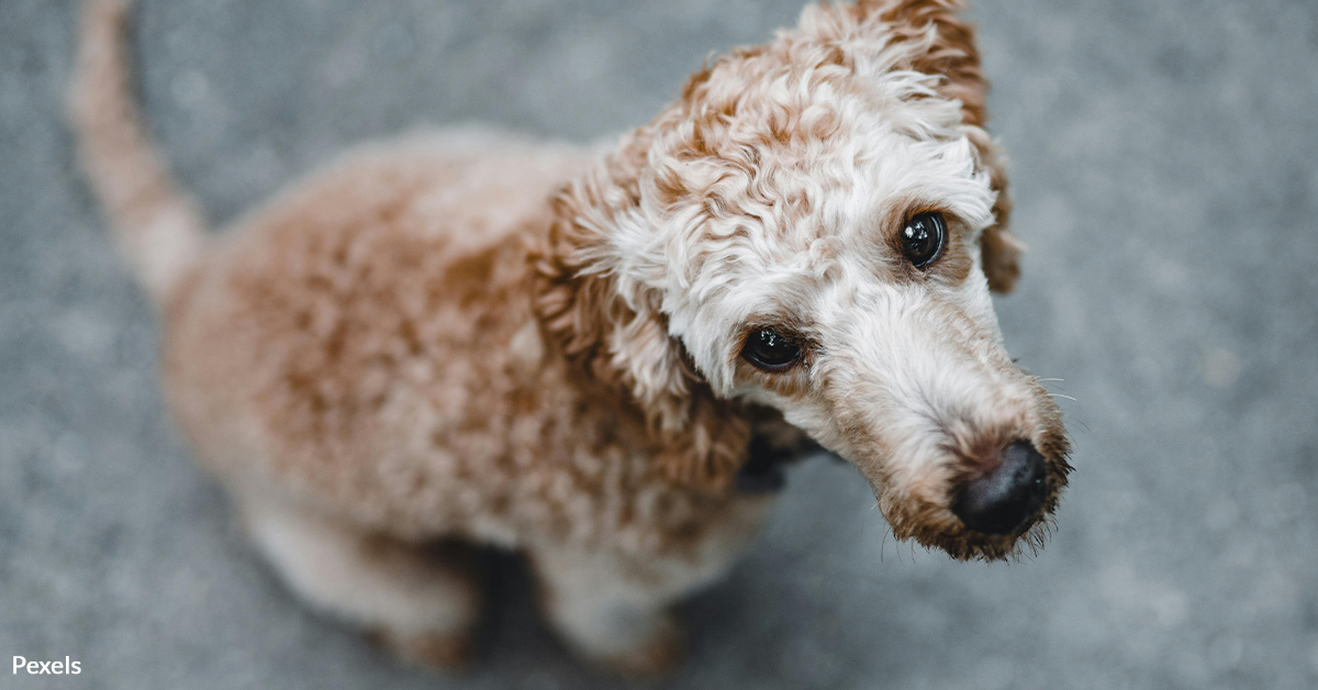 End Suffering in the Streets — Puerto Rico's Stray Pets Need Help