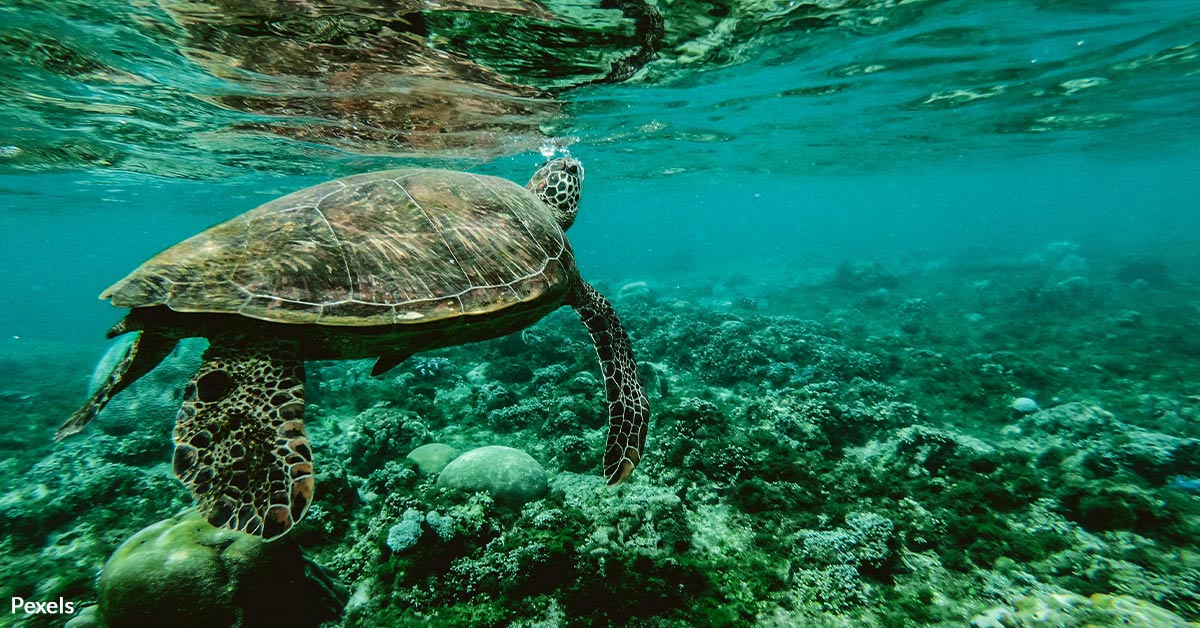 Protect Florida's Coral Reefs Before They Disappear