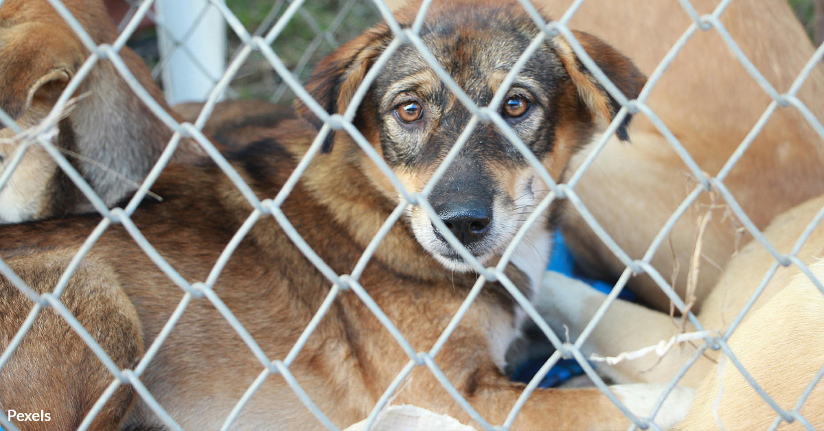 Stand Up for South Dakota's Voiceless Animals