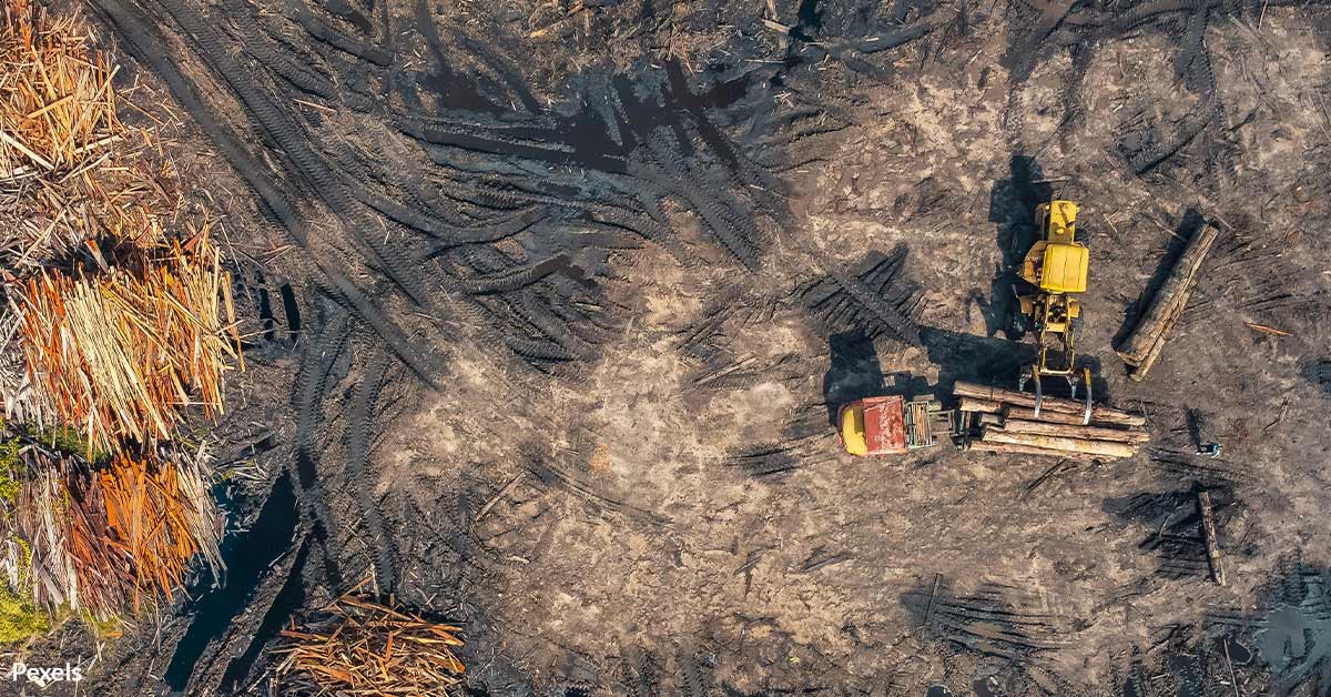 Stop Illegal Palm Oil Imports and Save Our Rainforests