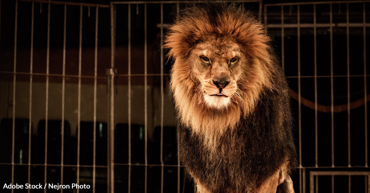 Save Wild Animals from Cruelty — Stop Circus Exploitation