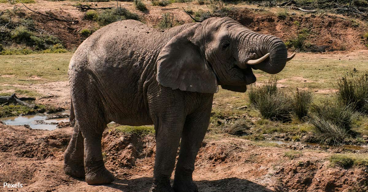 Stop the Slaughter of Tanzania’s Last 'Super Tusker' Elephants