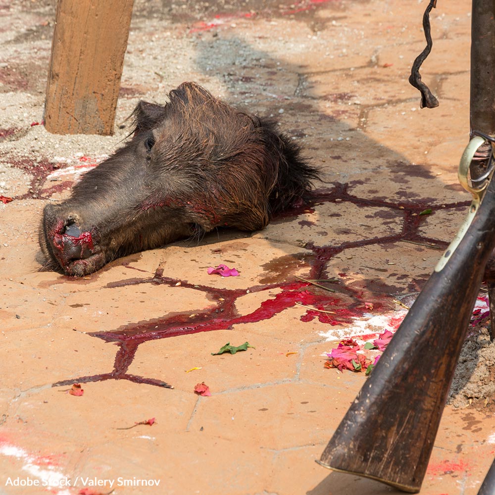 Stop the Brutal Slaughter at Nepal's Gadhimai Festival