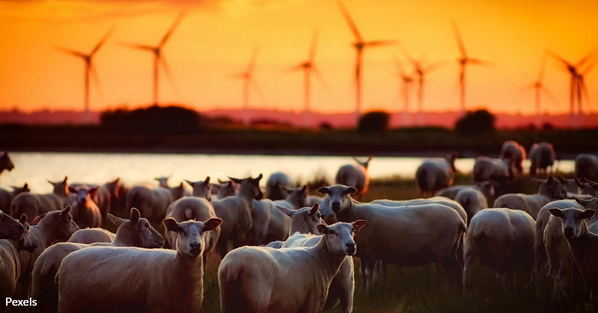 Defend Animals From Wind Farm Dangers Take Action The Veterans Site