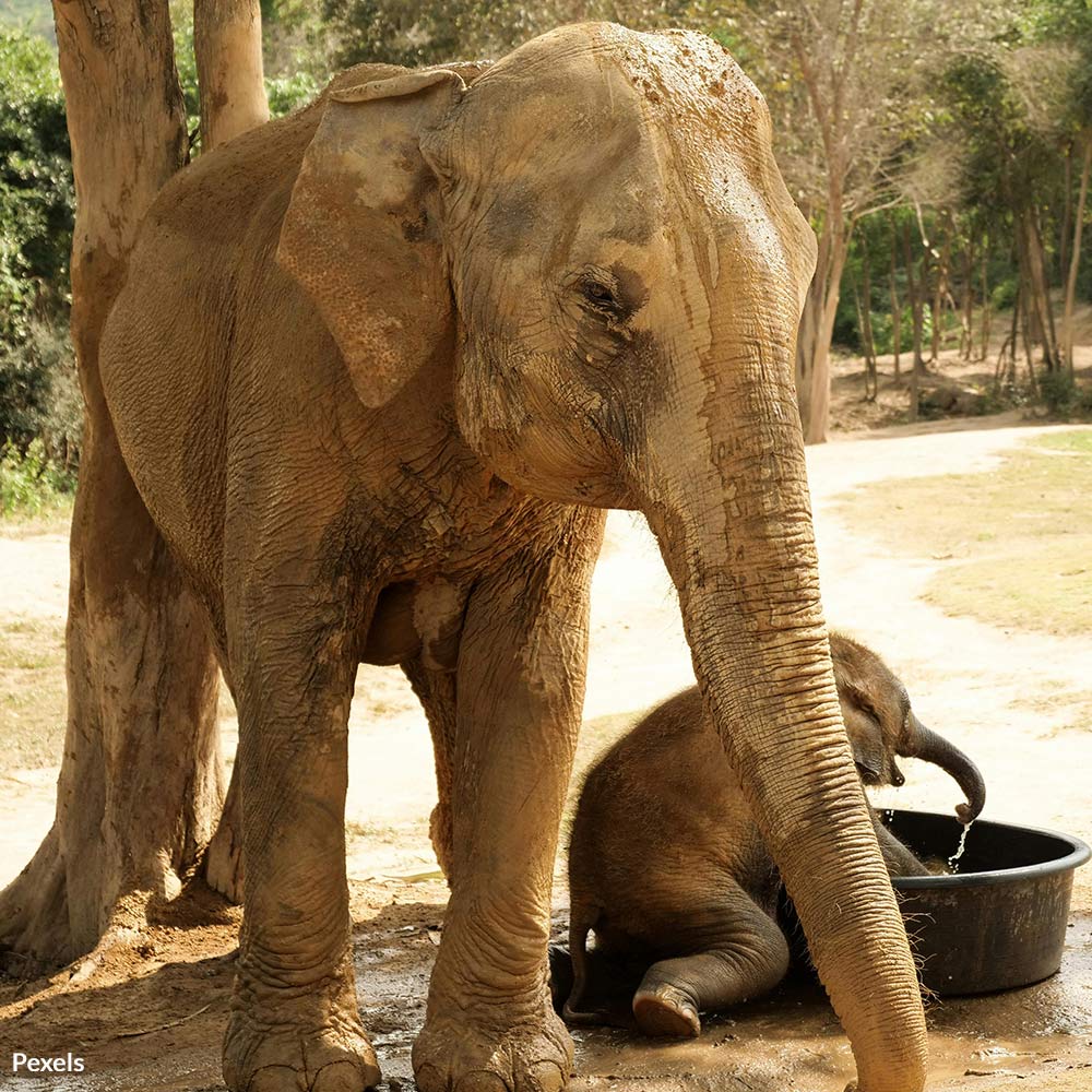 Relocate Captive Elephants to Safe Sanctuaries