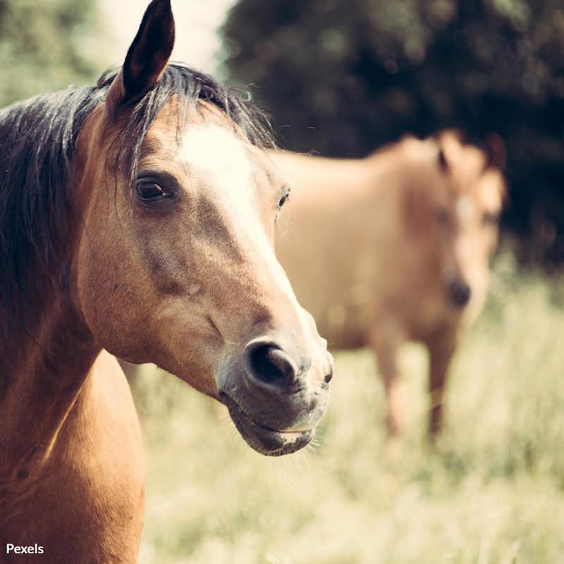 Join us in the fight to end the cruel slaughter of American horses—your action today can save lives.