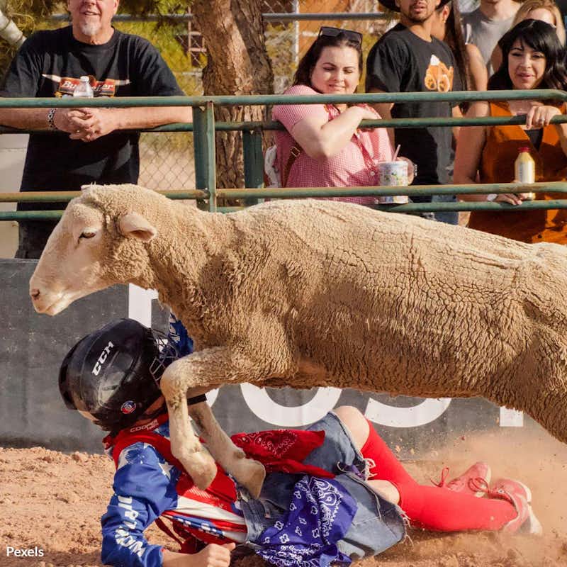 Innocent sheep endure fear and suffering at the Royal Manitoba Winter Fair. Call for an end to mutton busting and protect these vulnerable animals from unnecessary pain.