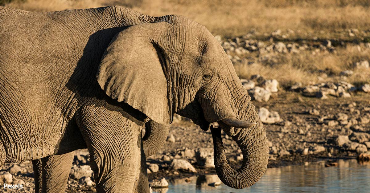Stop Namibia From Slaughtering Wildlife And Causing An Ecological Disaster
